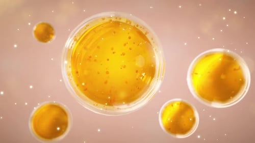 célula adiposa e macrófago, campo de células adiposas, renderização 3D de alta qualidade de células adiposas, colesterol em um c