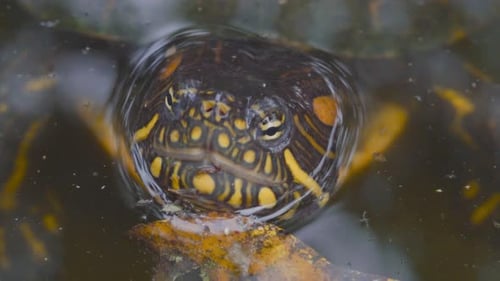Wasserschildkröte starrt in die Kamera, bevor sie ins Wasser taucht