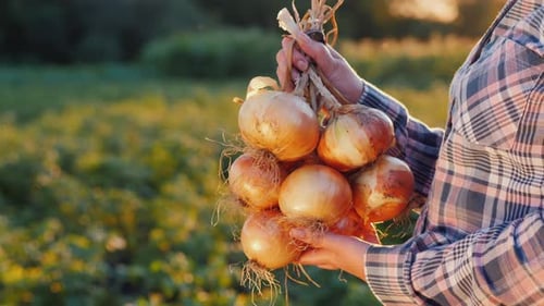 Side View Farmer Holds a Braid of Ripe Onion