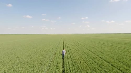 Aerial view of senior farmer walking in young wheat field and examining crop.