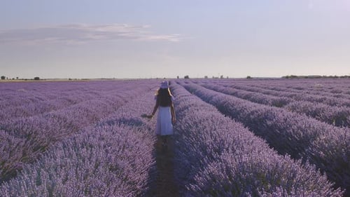 Teen girl walks by blooming lavender fields with blue lavender flowers.