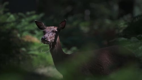 Wild Deer Looking Up Chewing Behind Green Forest Leaves, Slow Motion Deer Eating Grass in the Wild,