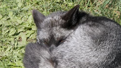 Silberfuchs, der zu einer Kugel zusammengerollt ein Nickerchen macht, öffnet die Augen, um in die Kamera zu schauen