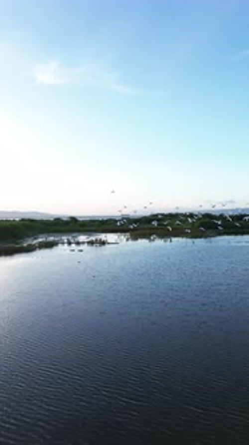 Tropical Wetland with Heron and Flock of Birds