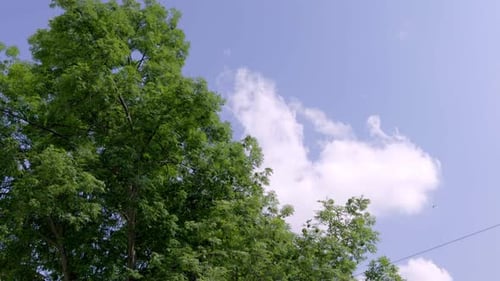 Green Trees With Blue Sky In The Background. - low angle shot