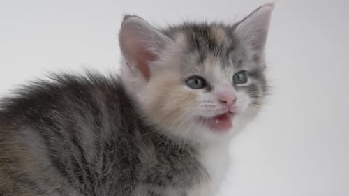 Sweet Kitten Looking at the Camera Close Up