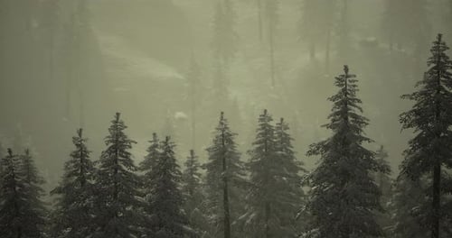 Winter Wonderland Enveloped in a Serene Snowfall in a Dense Forest