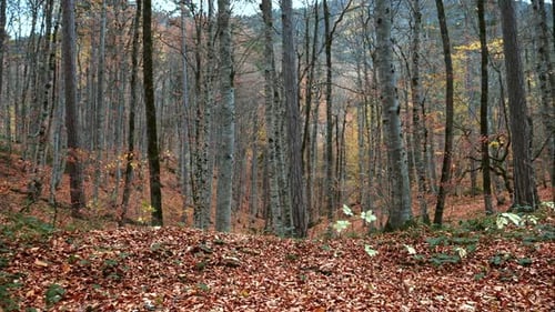 Autumn Forest Gimbal Walk