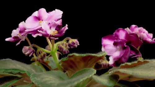 Time Lapse of Growing and Opening Magenta Saintpaulia African Violet