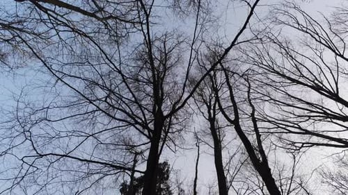 Looking up and down in bare tree forest in blue sky in winter, wide shot vertical tilt down.