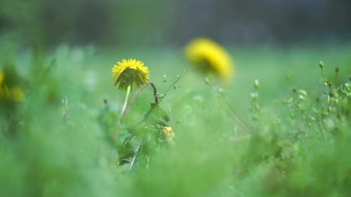 extremes Makro eines Löwenzahns auf einem frischen grünen Rasen im Frühling