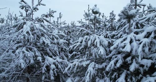 Beaux arbres couverts de neige dans la forêt