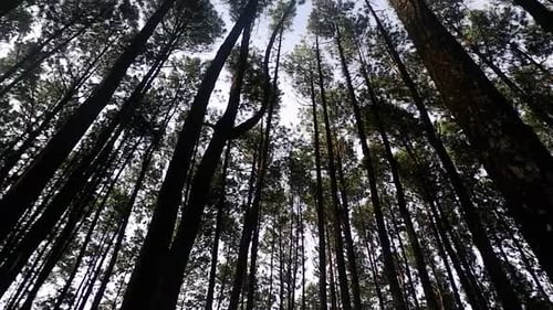 Hohe und gerade Kiefer in einem tropischen Regenwald