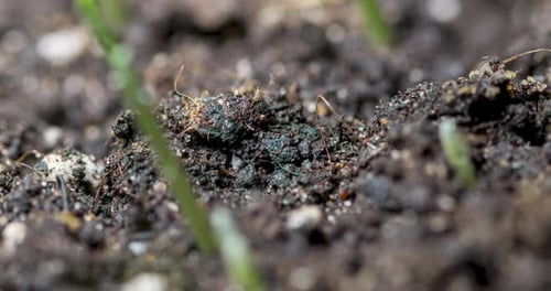 Green Shoots Sprouting from Dark Soil