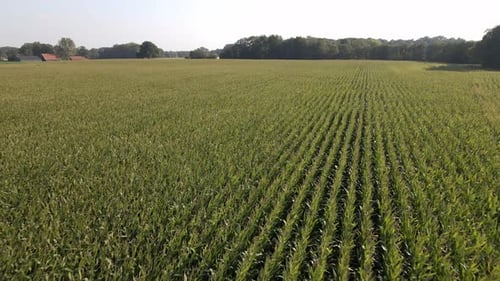 Aerial View of Corn Field on a Sunny Day