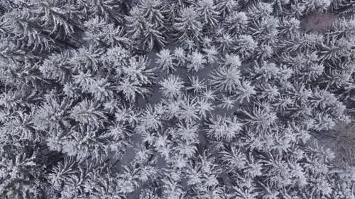 Snow-covered conifers from a bird's eye view. Winter in a dense forest. Distant view looking up.