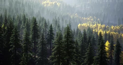 Lush Evergreen Forest Landscape with Vibrant Autumn Colors in the Background