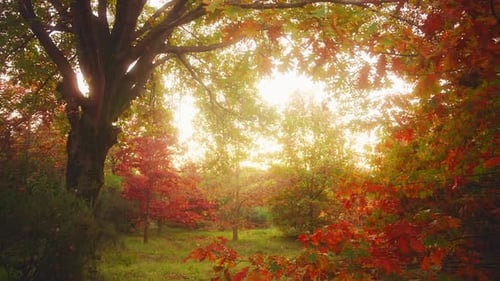 Autumn Serenity in Nature 4k