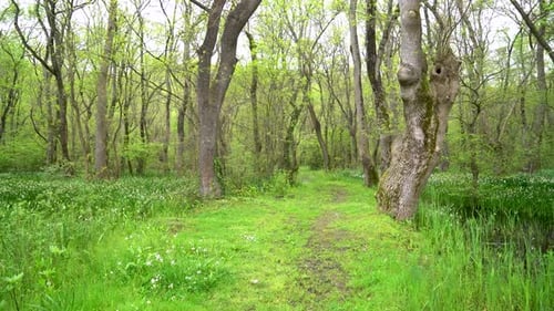 Path between the trees in the forest 4K