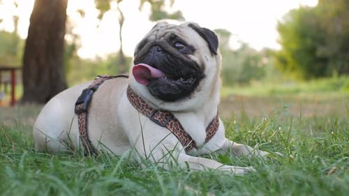 Portrait of a Pug on