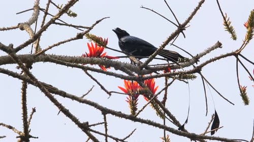 Tropical Drongo Bird Perched on Flowering Branch Against Clear Sky