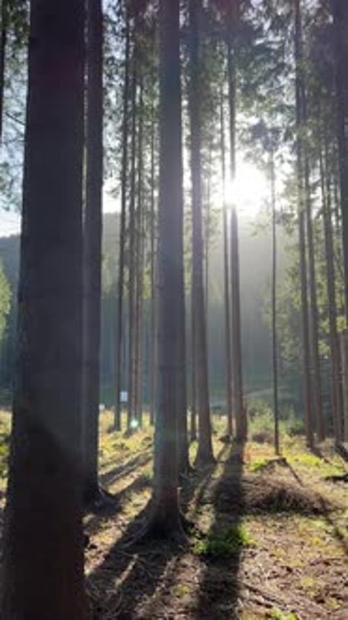 A Tranquil and Serene Forest Landscape Featuring Sunbeams As Well As Shadows Gently Playing