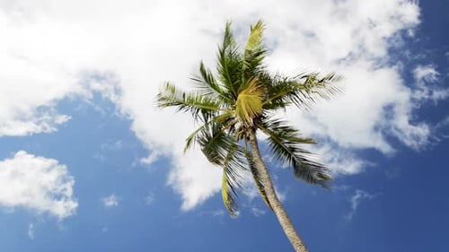 Urlaubs-, Natur- und Hintergrundkonzept - Palme über blauem Himmel mit