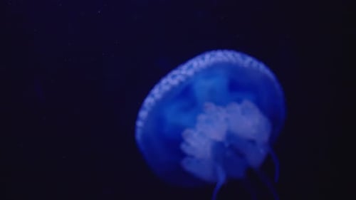 Closeup on Neon Jellyfish Swimming Underwater in Ocean