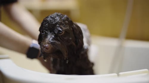 Dog Grooming Process in a Wash Station with a Playful Pup