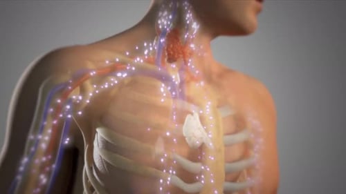 3D Human Anatomy Animation of the Lymphatic System