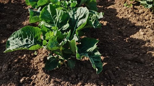Pan from close up of young broccoli growing in field to horizon Helford, Cornwall, UK