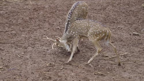gefleckte Hirsche