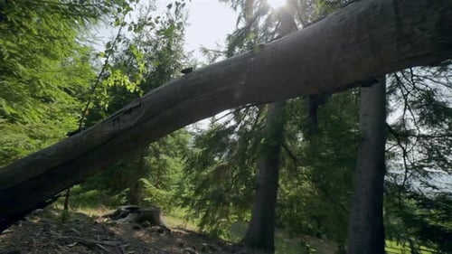 Lush Green Forest With Fallen Tree Trunk