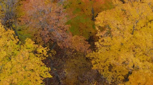 Vibrant autumn trees with golden yellow and orange leaves in a forest, aerial view