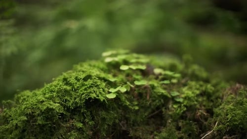 Close-Up Macro Shot Of Plants Growing On Moss
