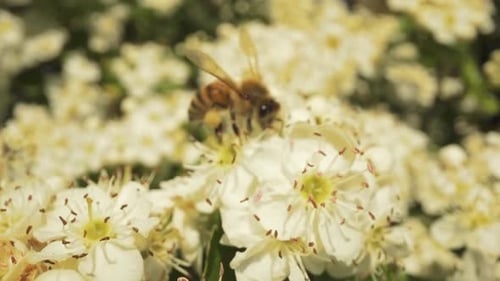 Die Biene zieht zu den weißen Blüten der Frühlingspflanze