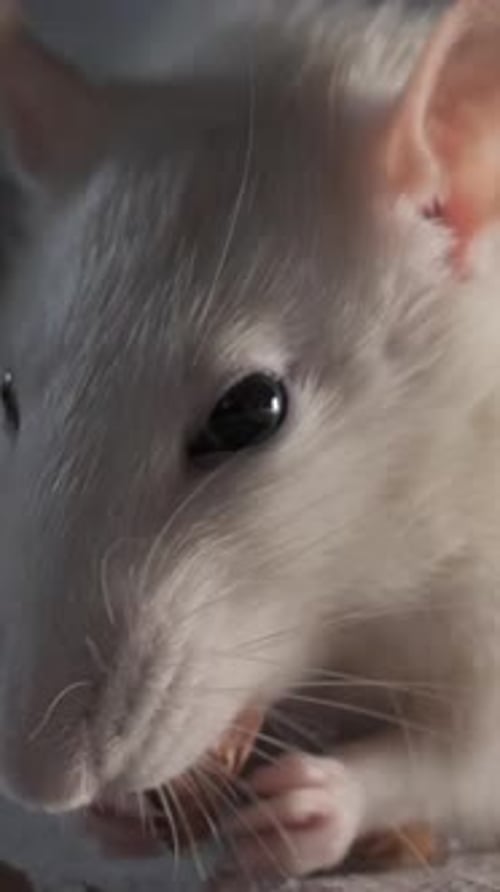 White Rat Eating Food Close Up