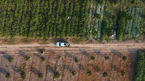 Aerial view of workers harvesting organic vegetables into baskets in the morning.