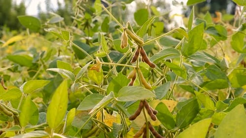 Soybean Grows on the Field Selective Focus