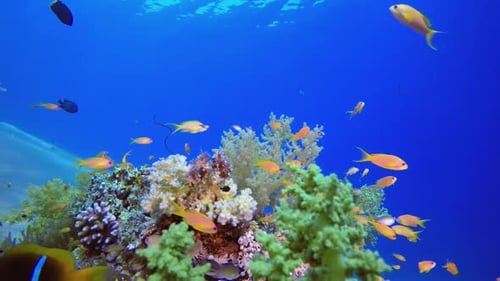 Colorful Fish Swimming Among Vibrant Coral Reef