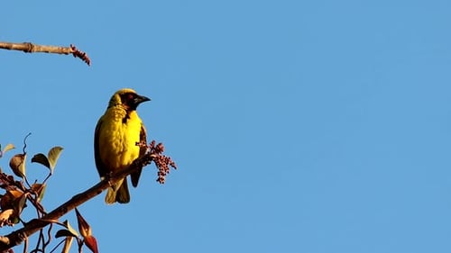 Yellow male Village Weaver Ploceus cucullatus perched on tree branch flaps wings