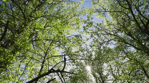 Sunlight Streaming Through Vibrant Green Tree Canopy