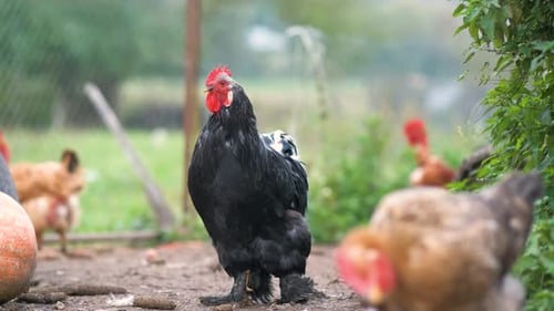 Hens Feeding on Traditional Rural Barnyard Close Up of Chicken on Barn Yard Free Range Poultry