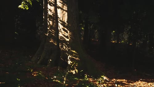 Sonnenlicht, das am späten Nachmittag durch Bäume in einem ruhigen Wald fällt