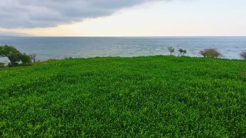 Aerial drone view over fields of corn Samota Indonesia. Low angle view.