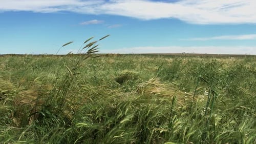 Wide left pan shot of the waving rye and grass at the farmers field