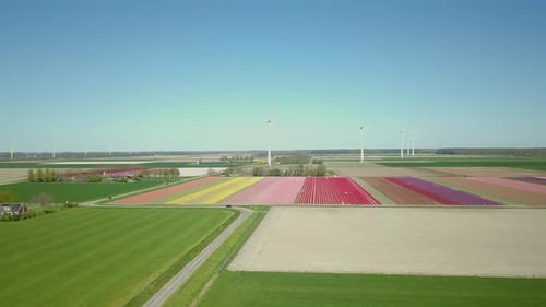 Aerial drone shot of panning to the right at the beautiful tulip flower fields in the Netherlands, E
