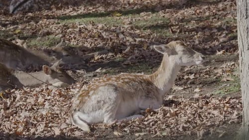 Resting Deer Herd in Autumn Woods
