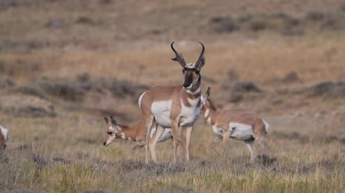 Herd of pronghorn moving through a landscape in Wyoming