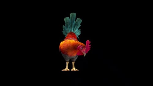Animated 3D Rooster Pecking and Looking Up